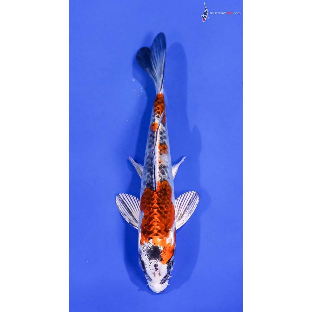 5” Imported Kujaku