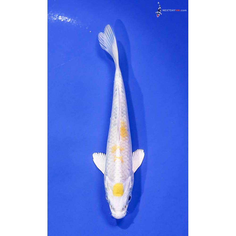 5” Imported Lemon Hariwake