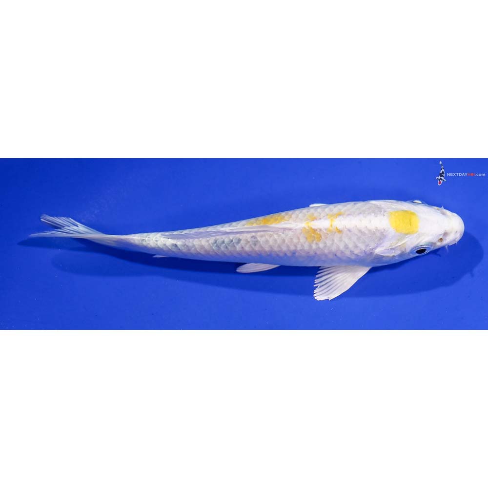 5” Imported Lemon Hariwake