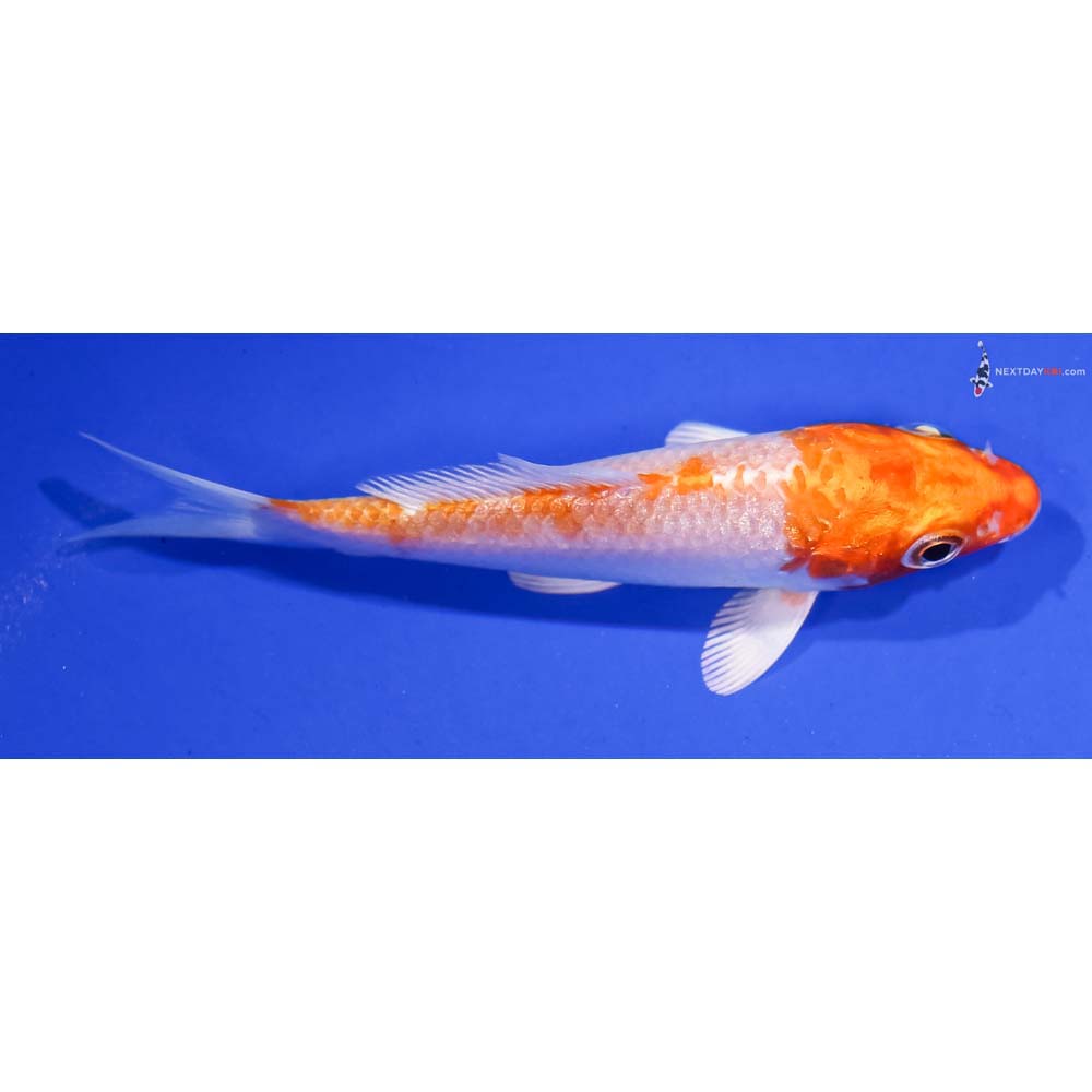 3.5” Imported Hariwake