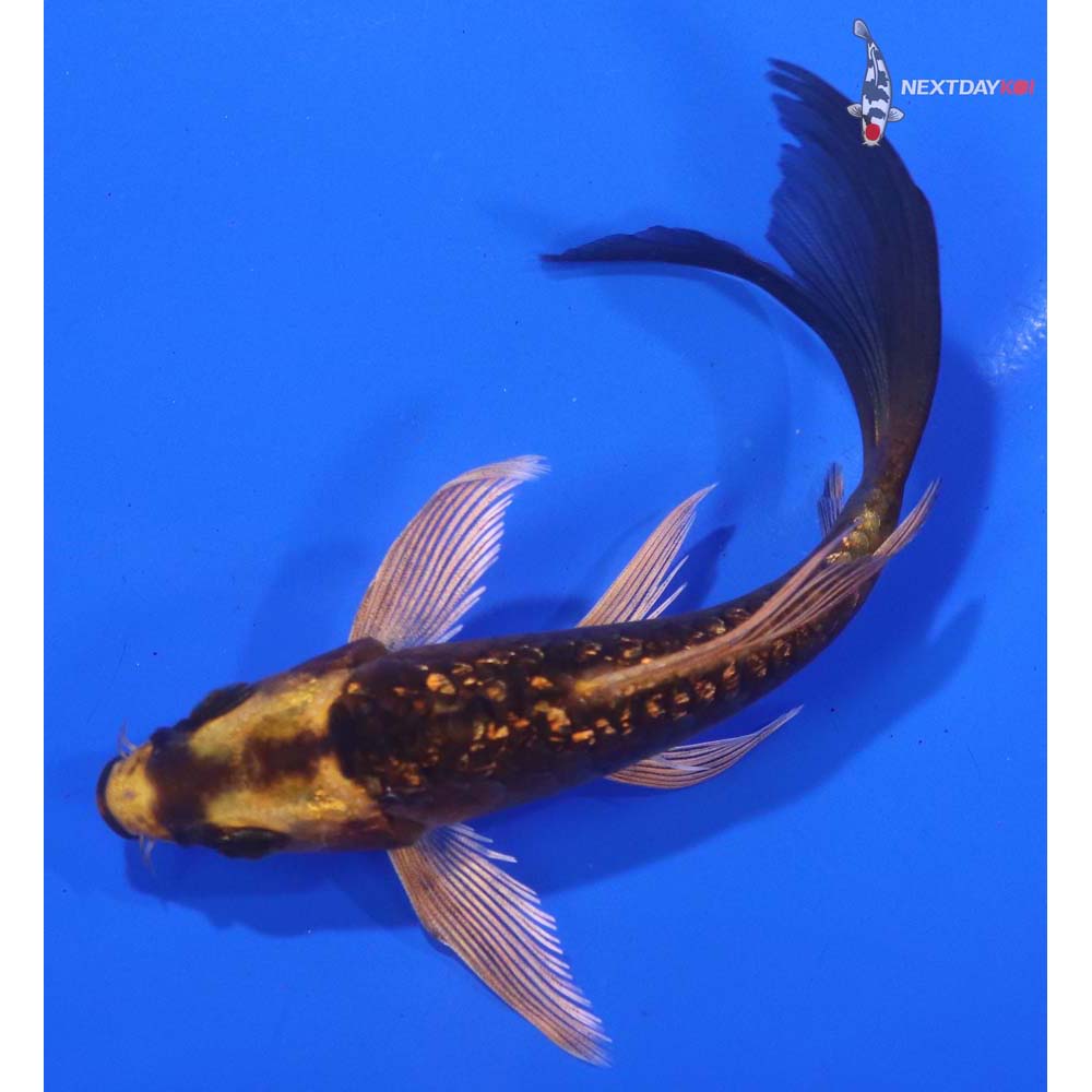 4.5” Imported Gin Rin Armor Scaled Orenji Matsuba Butterfly Koi