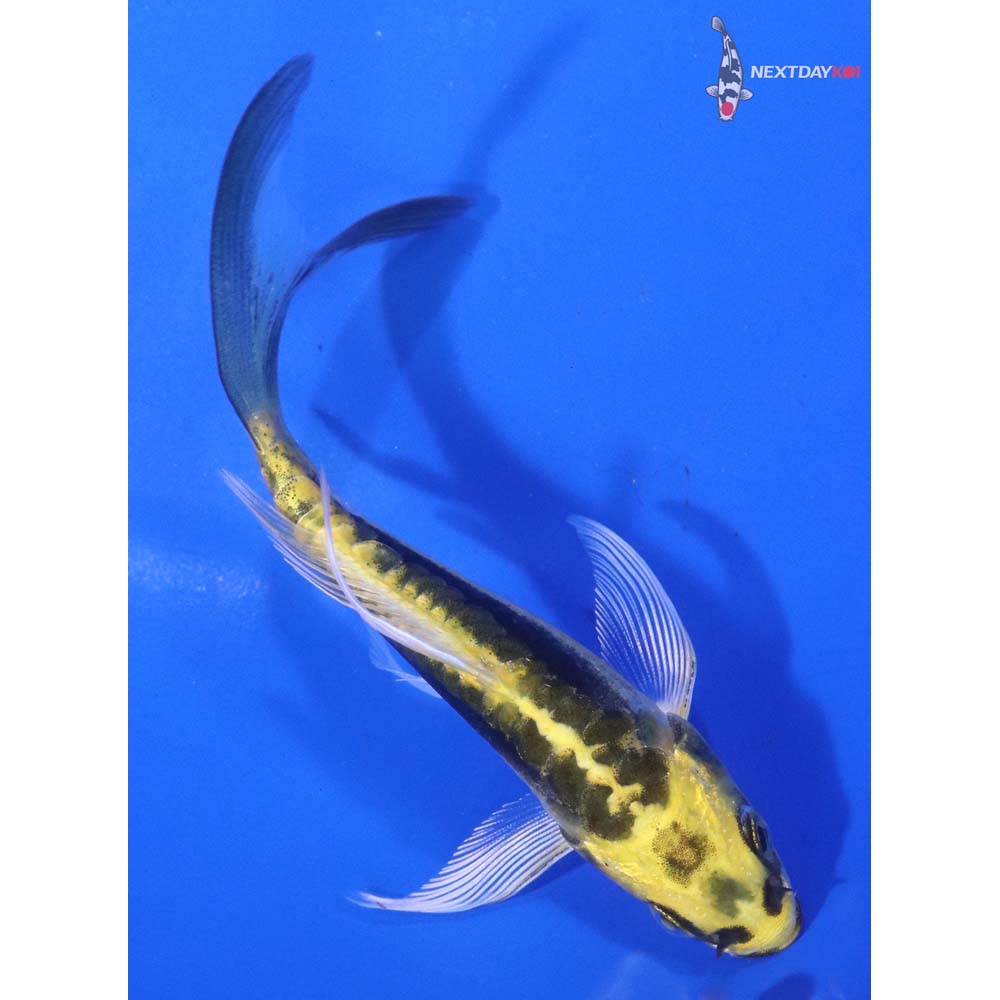 4.5” Imported Kin Kikokuryu Butterfly Koi