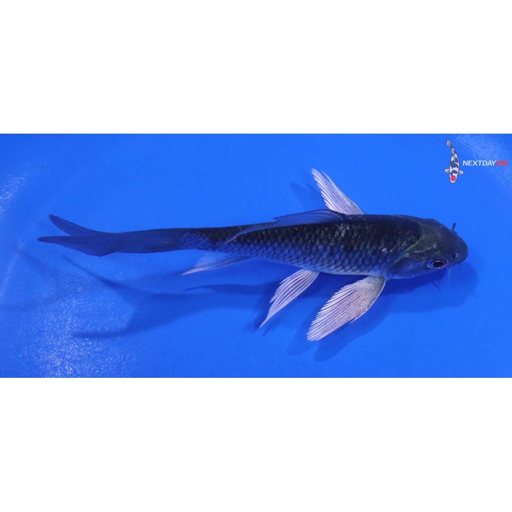 4.5” Imported Ochiba Shigure Butterfly Koi