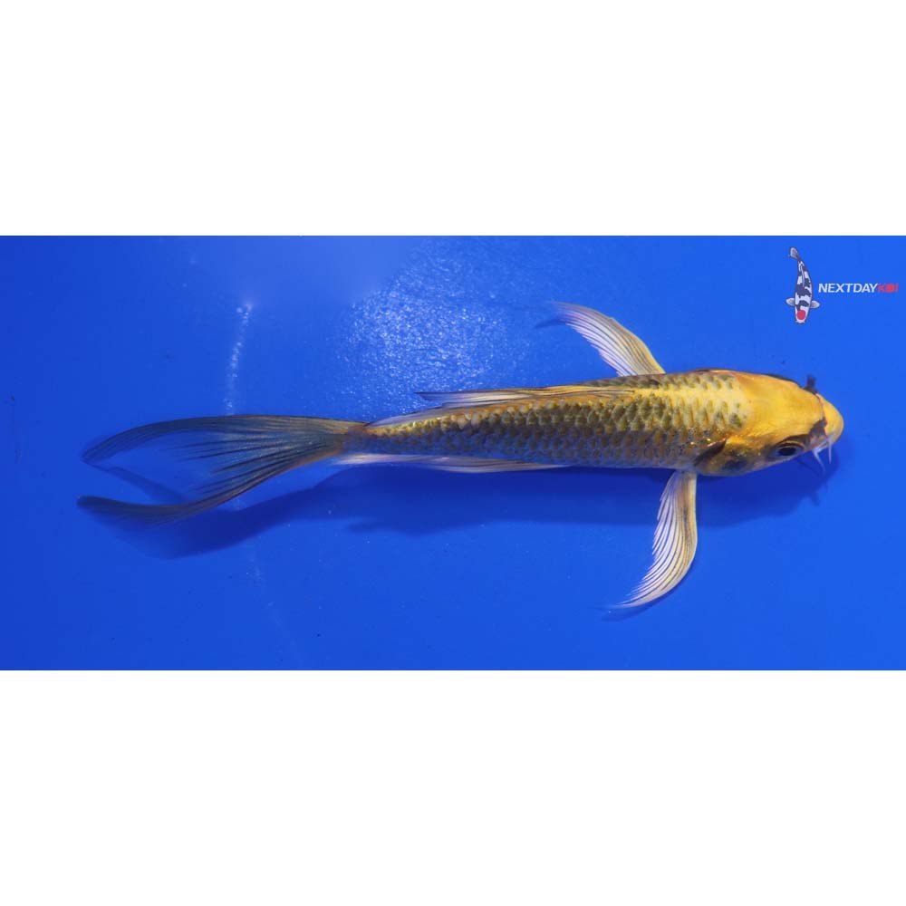 4.5” Imported Ki Matsuba Butterfly Koi