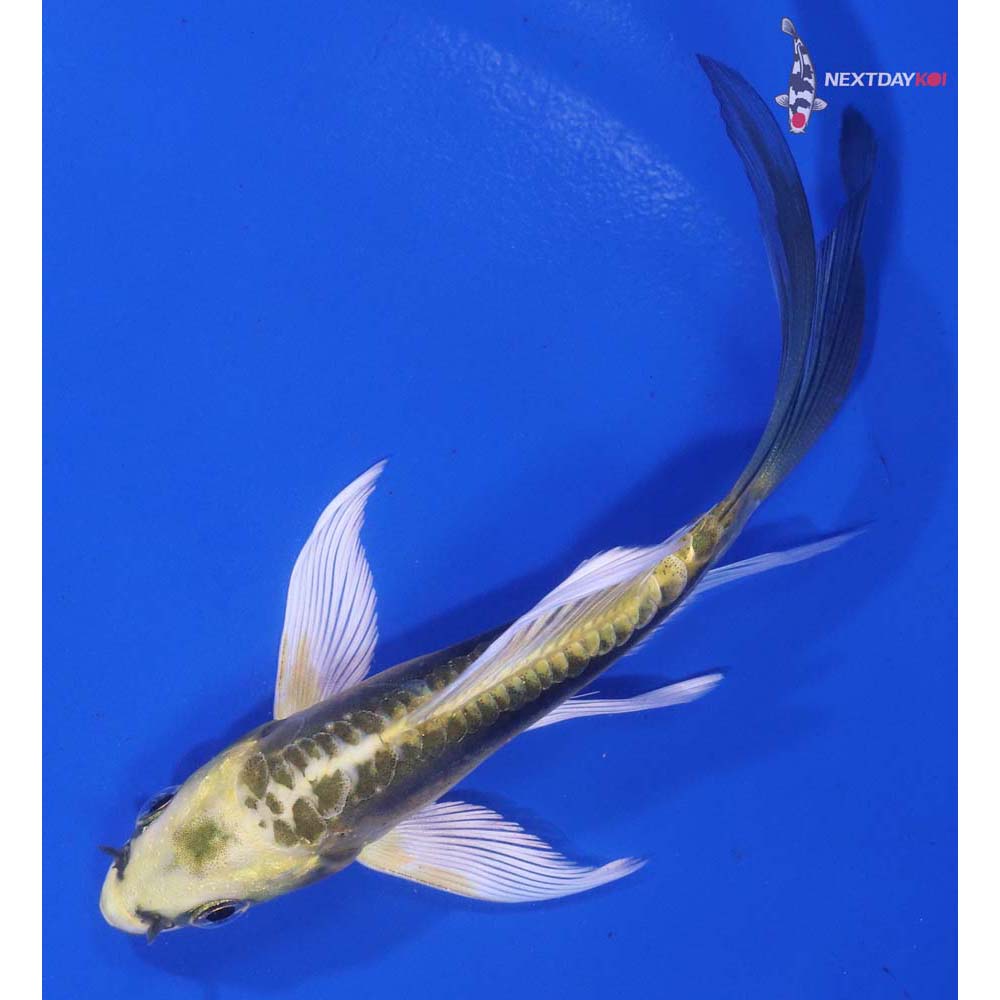 4.5” Imported Kin Kikokuryu Butterfly Koi