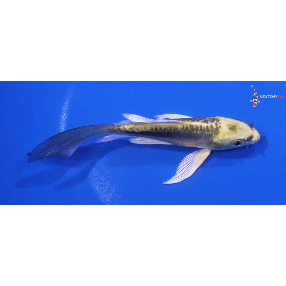 4.5” Imported Kin Kikokuryu Butterfly Koi