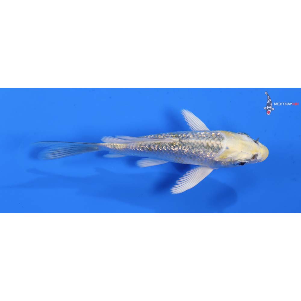 4” Imported Gin Rin Kujaku Butterfly Koi