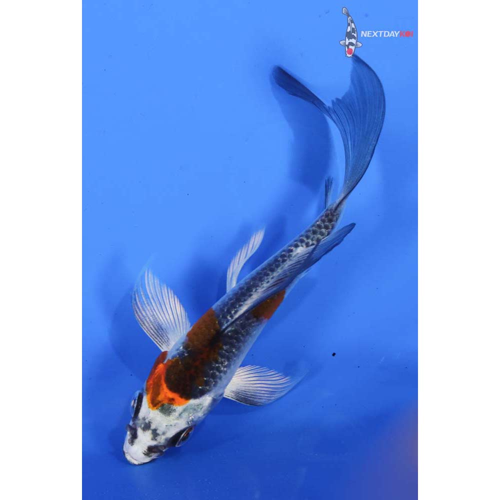 4” Imported Kujaku Butterfly Koi
