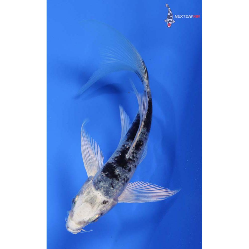 4” Imported Gin Shiro Bekko Butterfly Koi