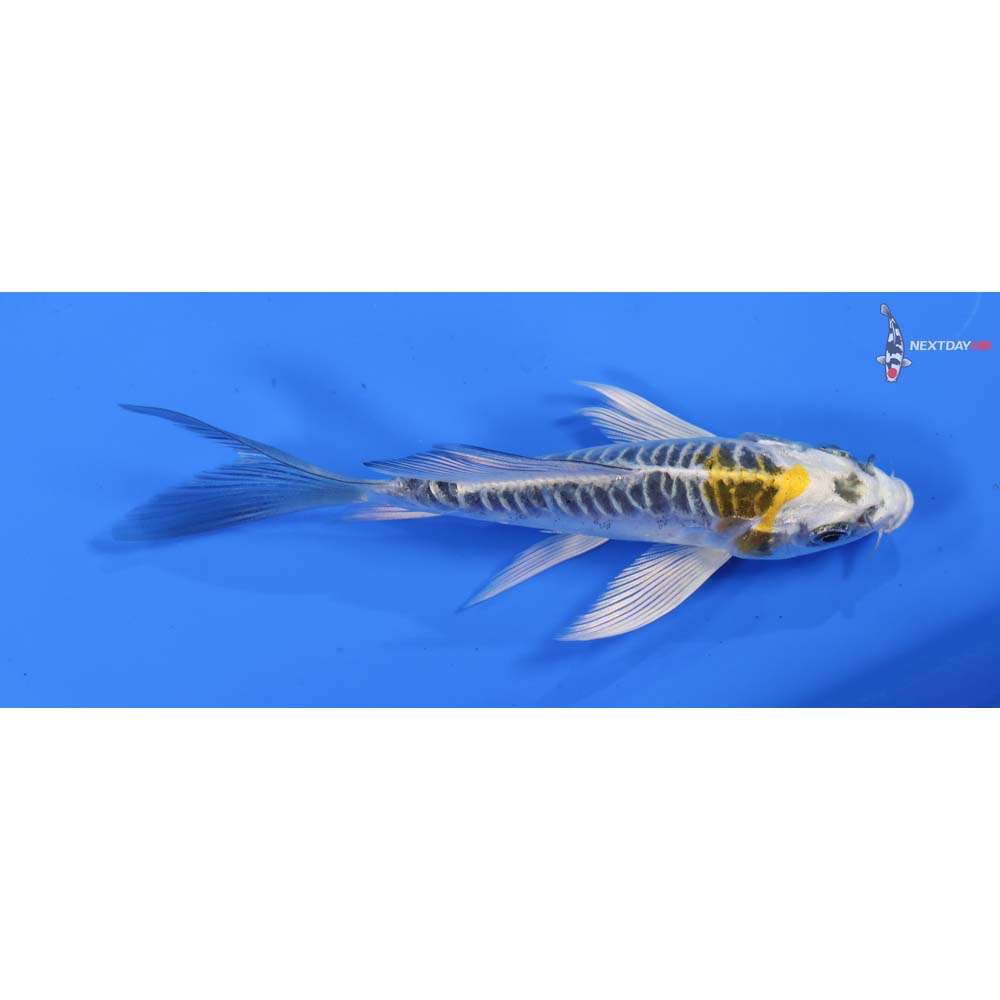 4.5” Imported Doitsu Kujaku Butterfly Koi