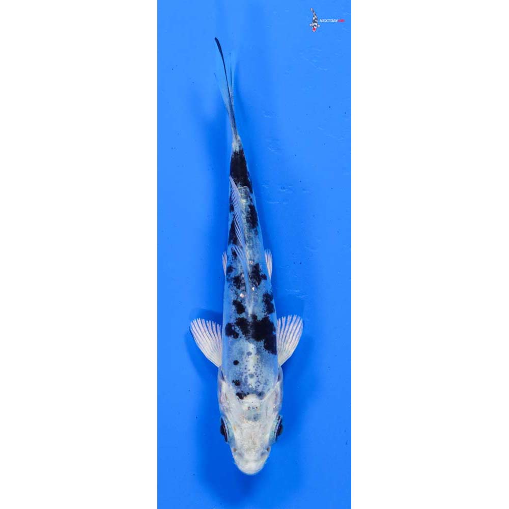 3.5” Imported Doitsu Gin Shiro Bekko