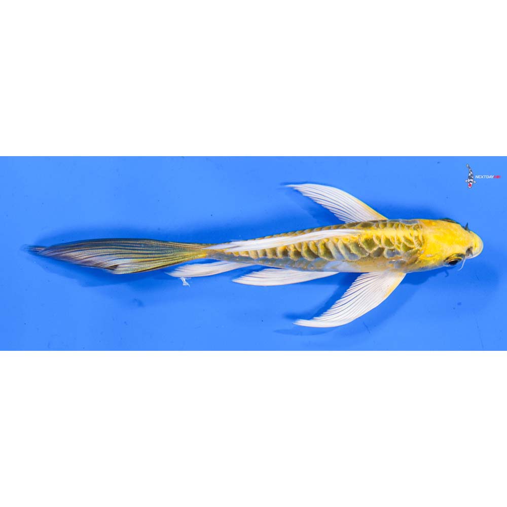 5” Imported Armor Scaled Kujaku Butterfly Koi