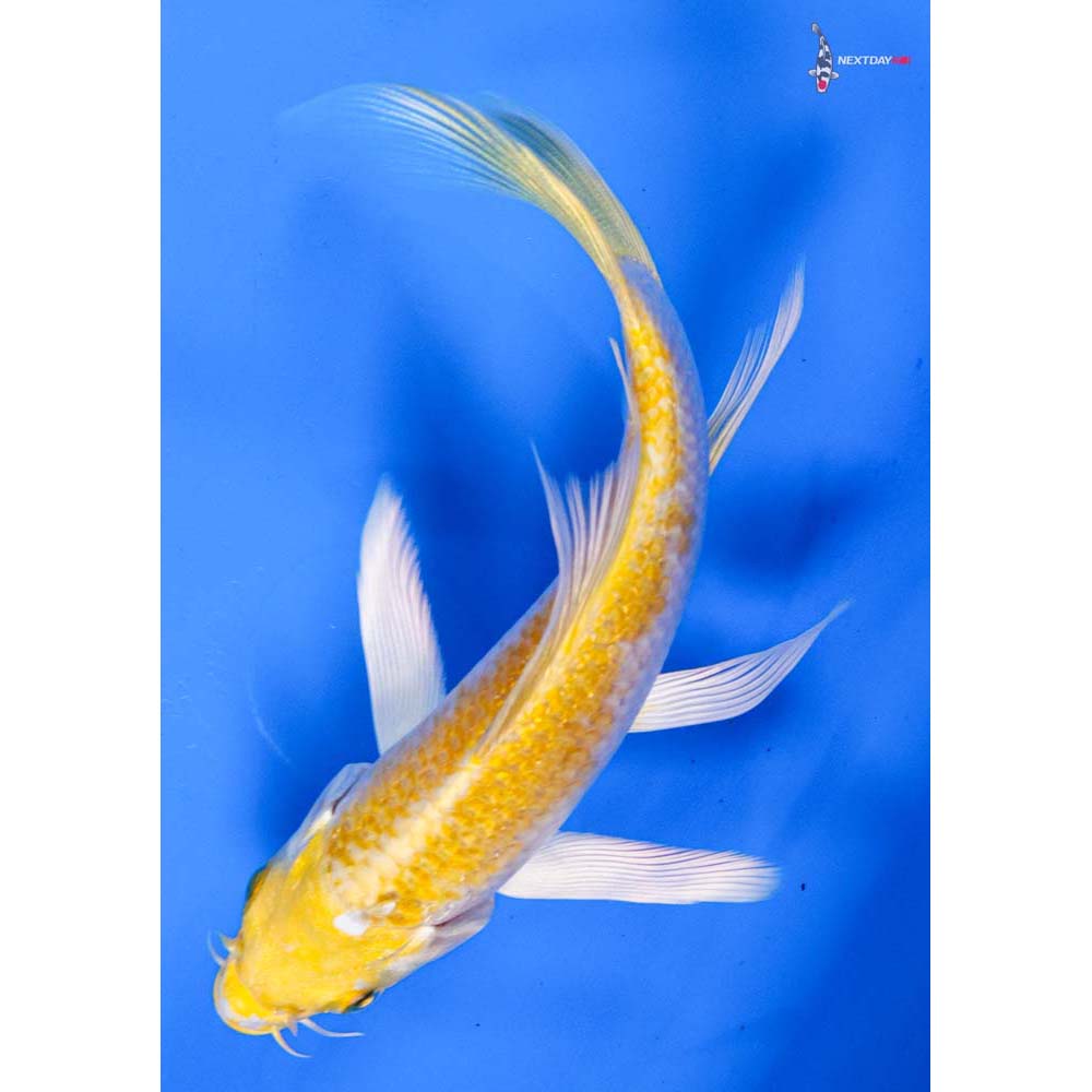 5” Imported Lemon Hariwake Butterfly Koi