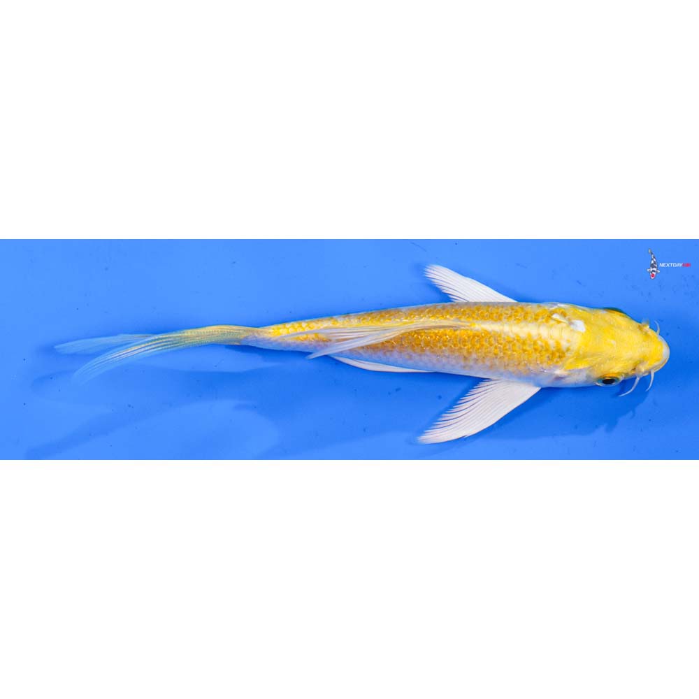 5” Imported Lemon Hariwake Butterfly Koi