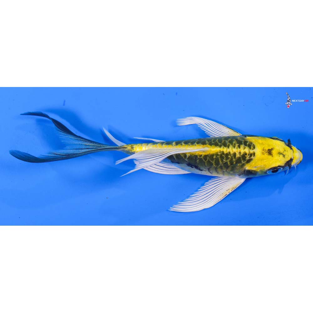 5” Imported Armor Scaled Ki Matsuba Butterfly Koi