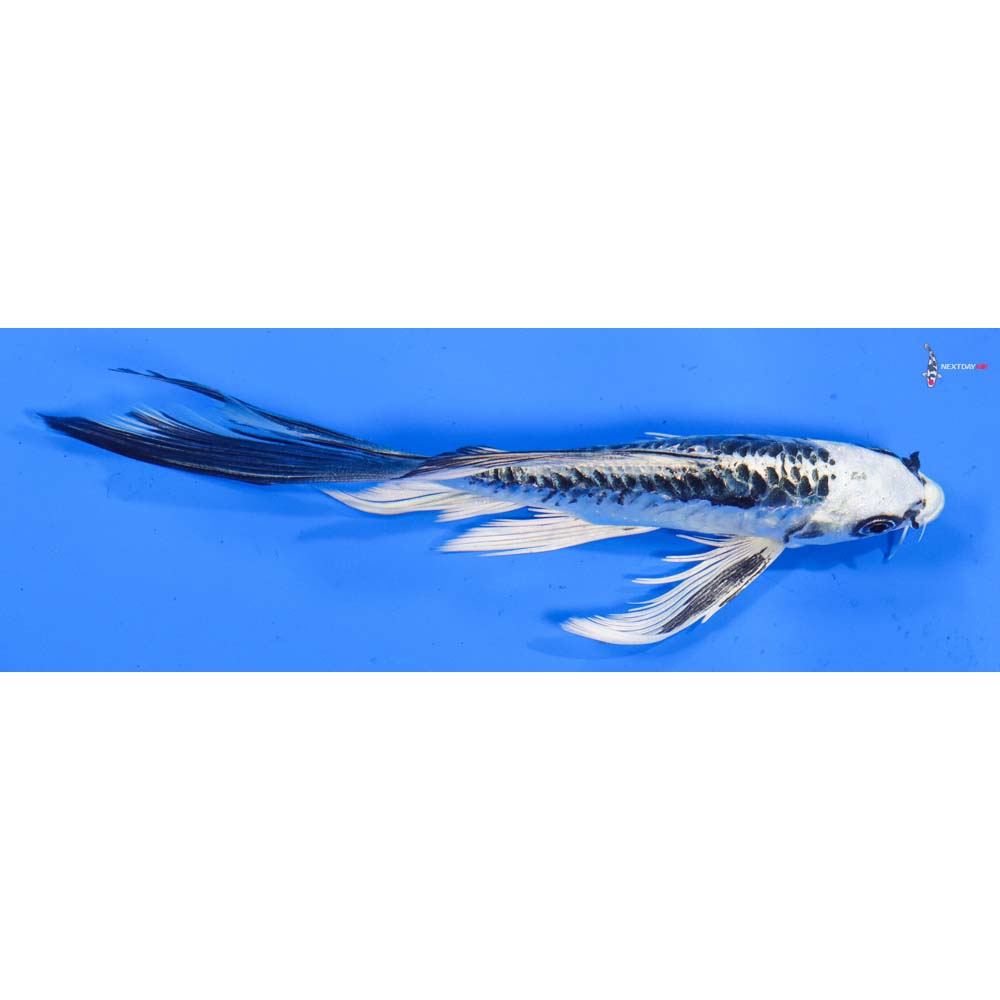 5” Imported Kikokuryu Butterfly Koi