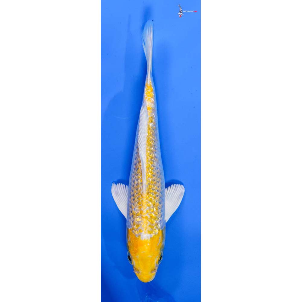 6” Imported Lemon Hariwake
