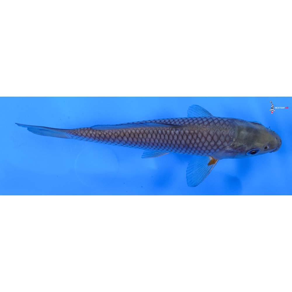 5.5” Imported Soragoi