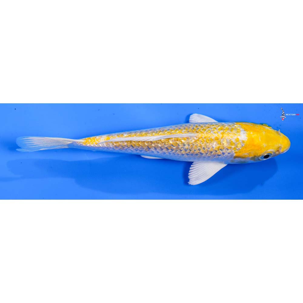 6” Imported Lemon Hariwake