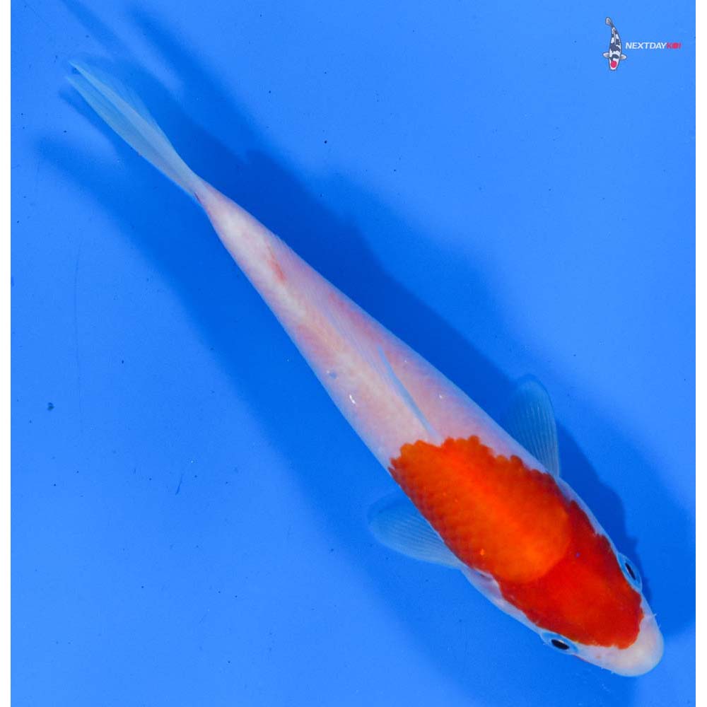 5.5” Imported Kohaku