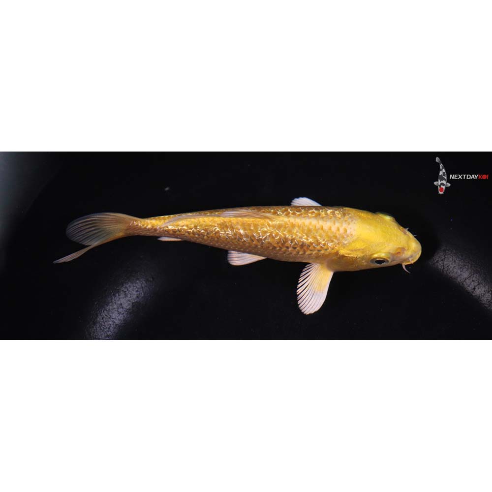 5.5” Imported Gin Rin Yamabuki Ogon