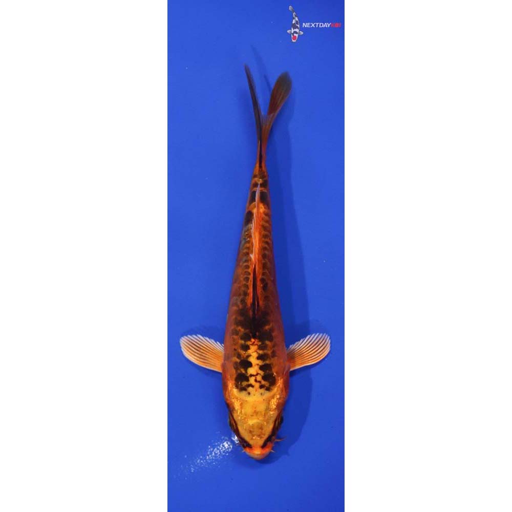 5.5” Imported Armor Scaled Orenji Matsuba