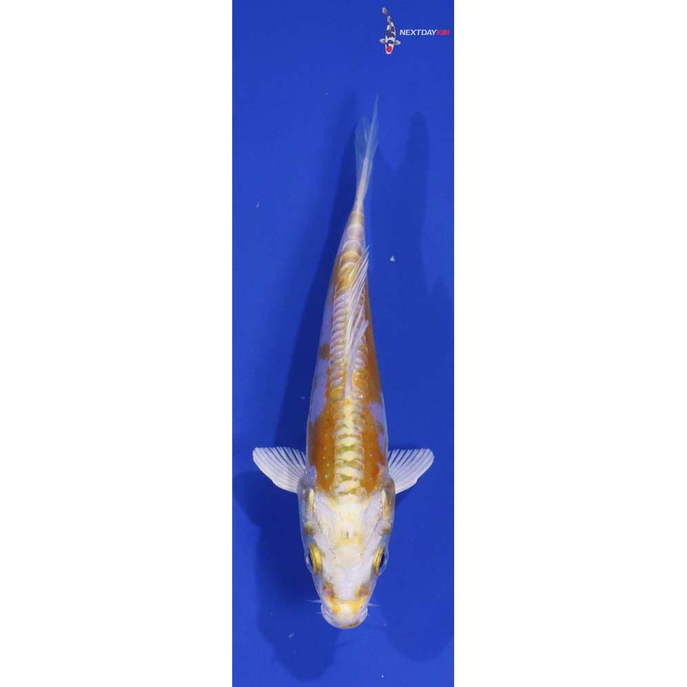 5” Imported Doitsu Lemon Hariwake