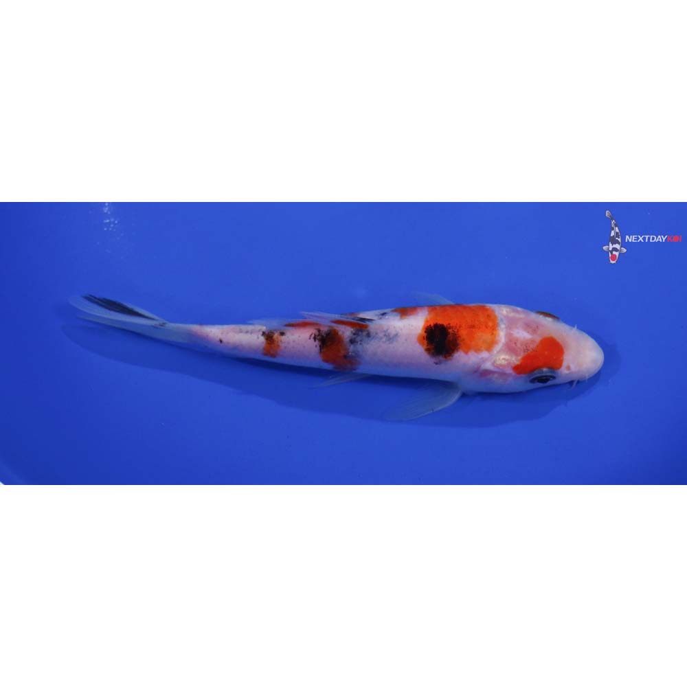 5.5” Imported Sanke