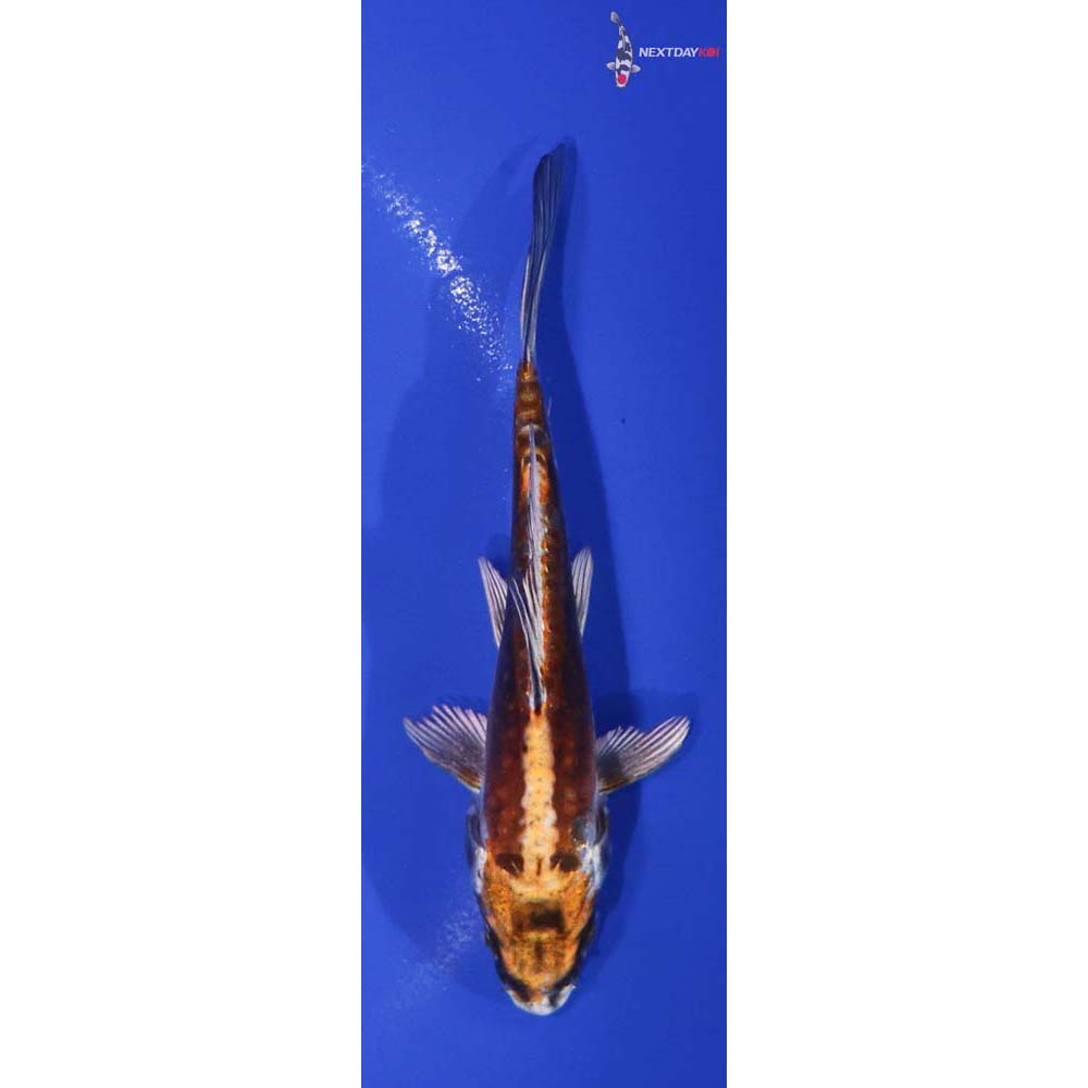 5.5” Imported Kin Kikokuryu