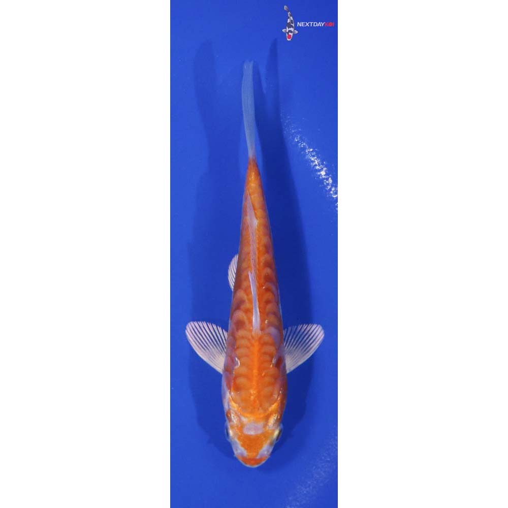 5.5” Imported Kikusui