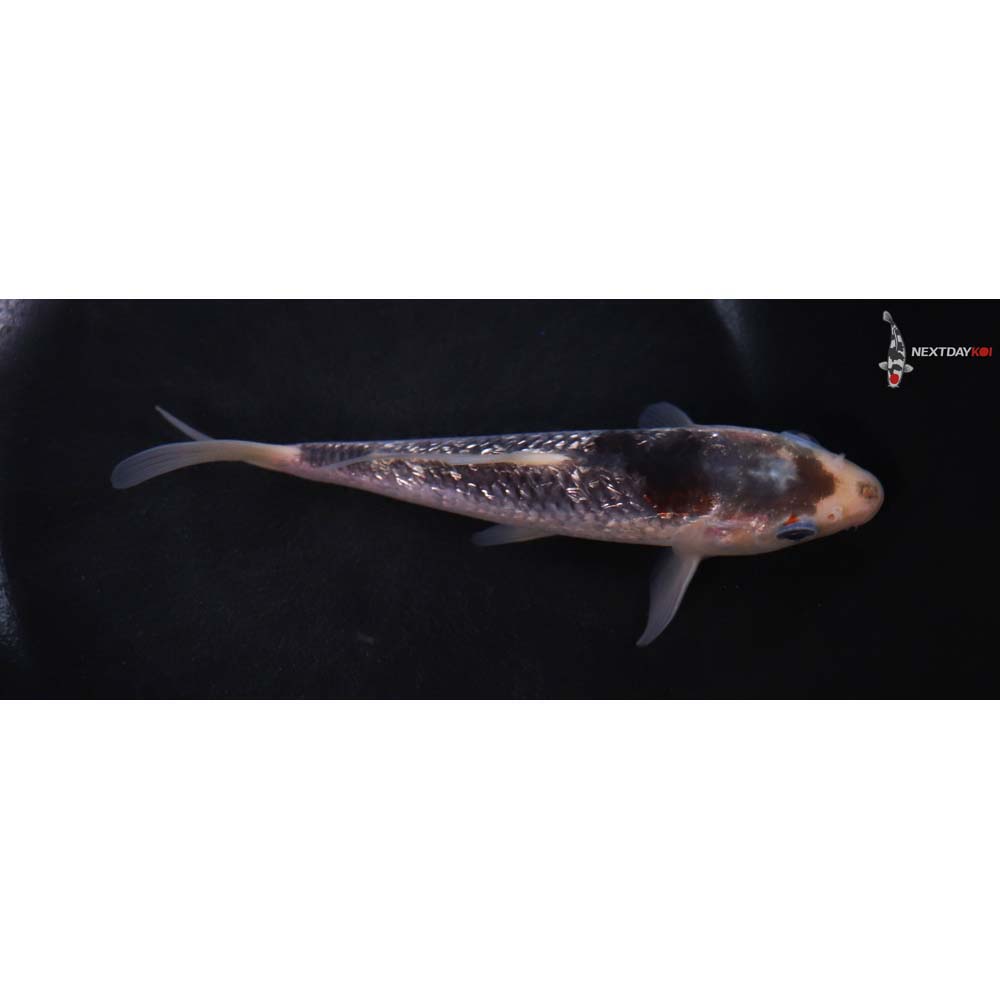 6” Imported Gin Rin Goromo