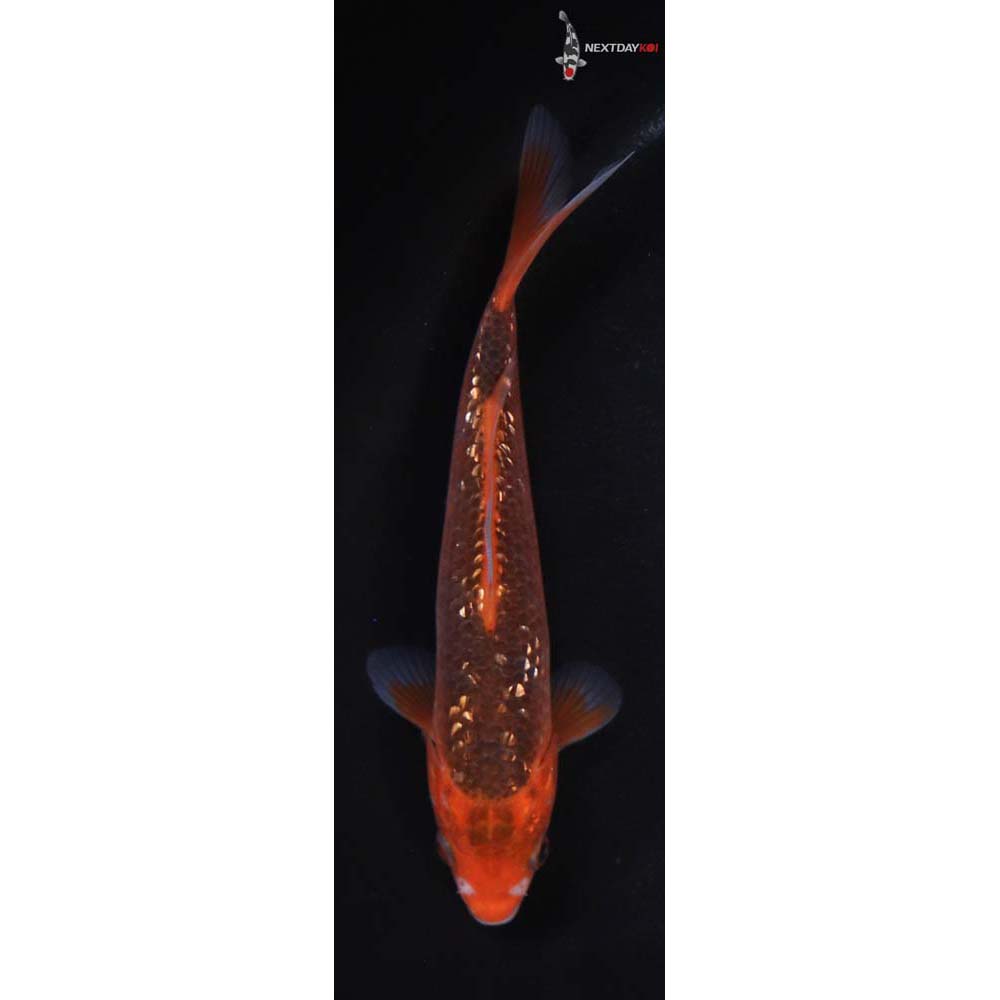 6” Imported Gin Rin Hi Asagi