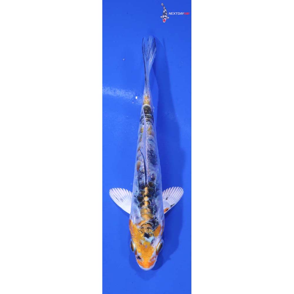 4” Imported Armor Scaled Yamato Nishiki