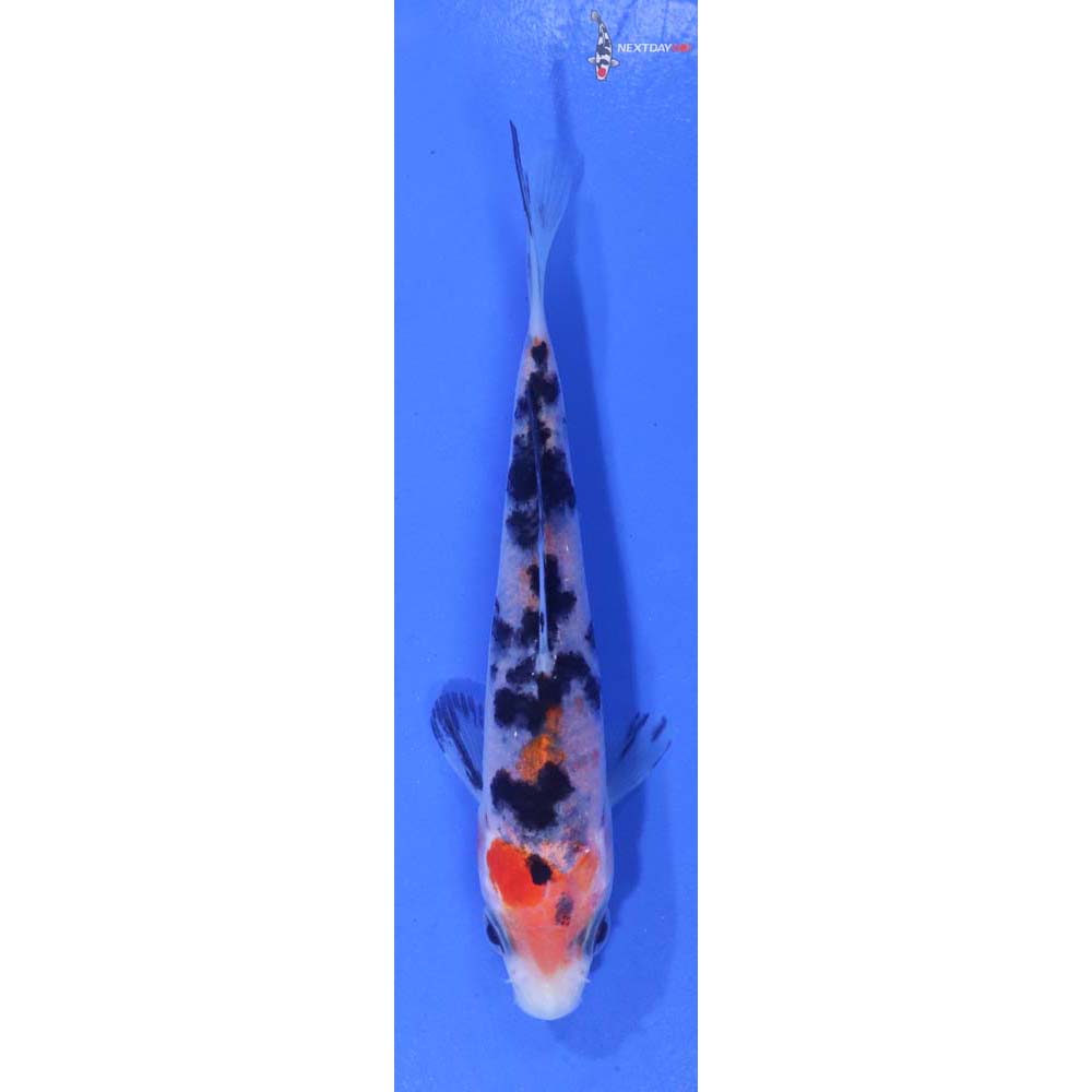 4” Imported Sanke