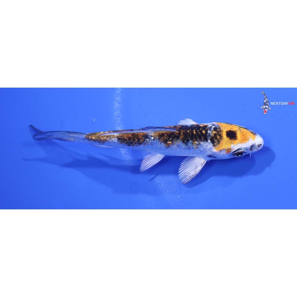 3.5” Imported Gin Rin Kujaku