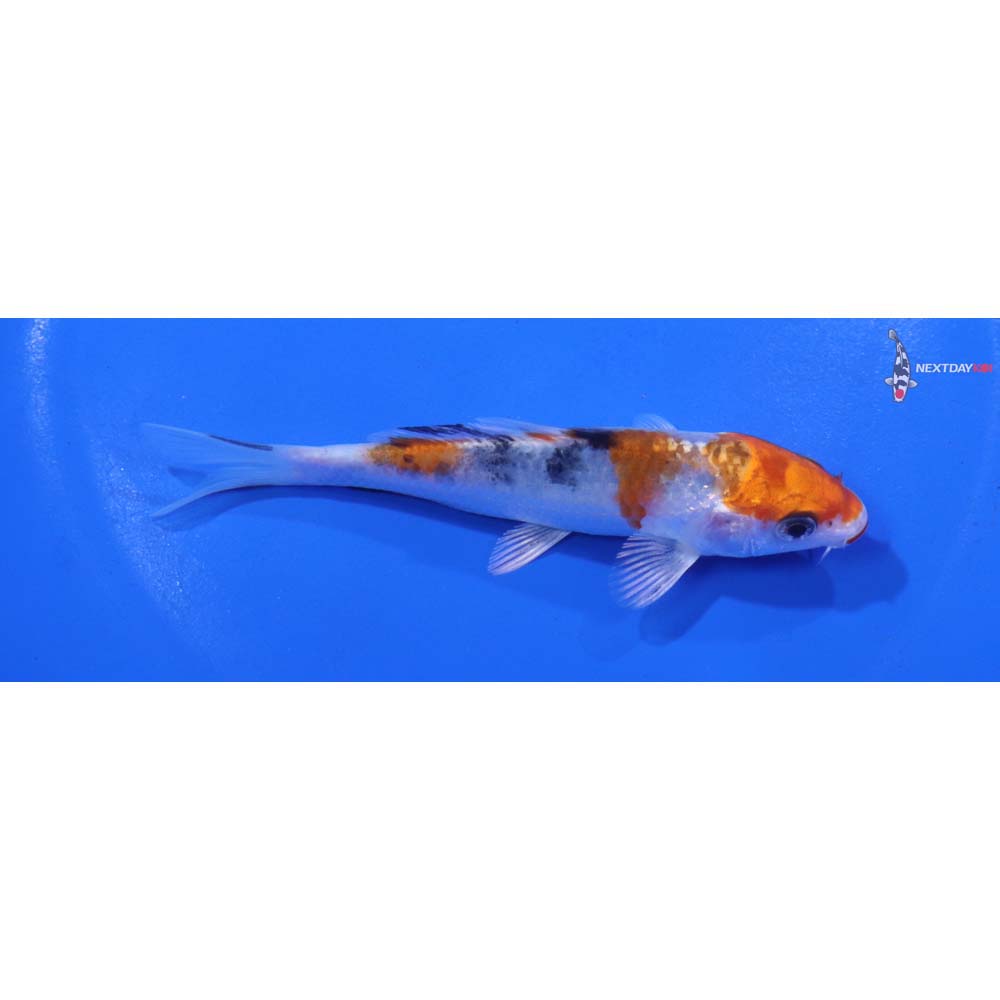 4” Imported Yamato Nishiki