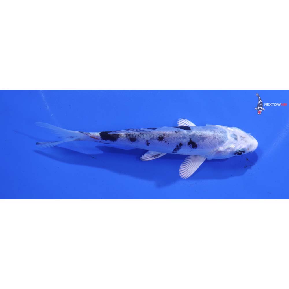 4.5” Imported Doitsu Gin Shiro Bekko
