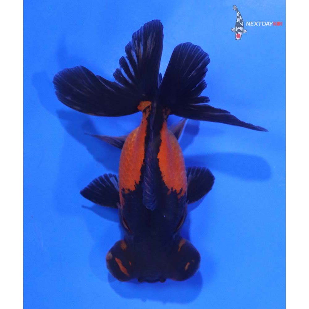 3.5” Imported Red and Black Telescope Fantail