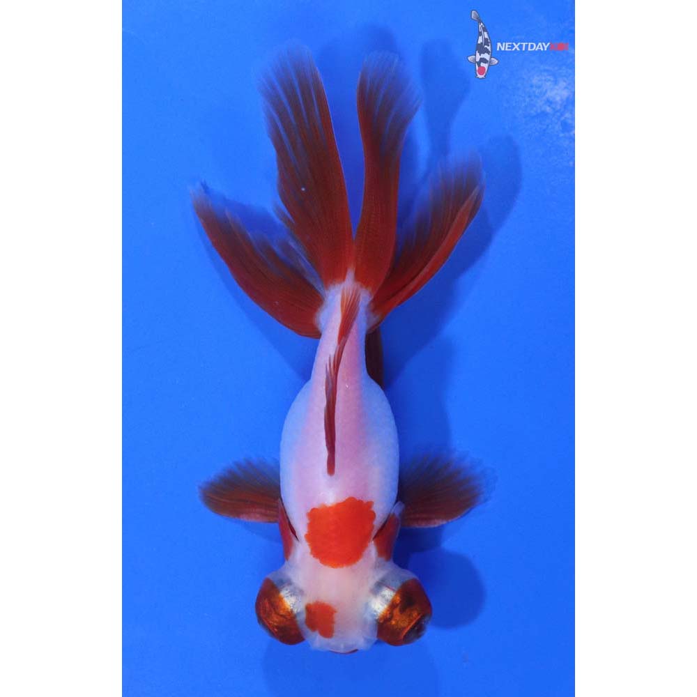 3.5” Imported Male Red and White Telescope Fantail