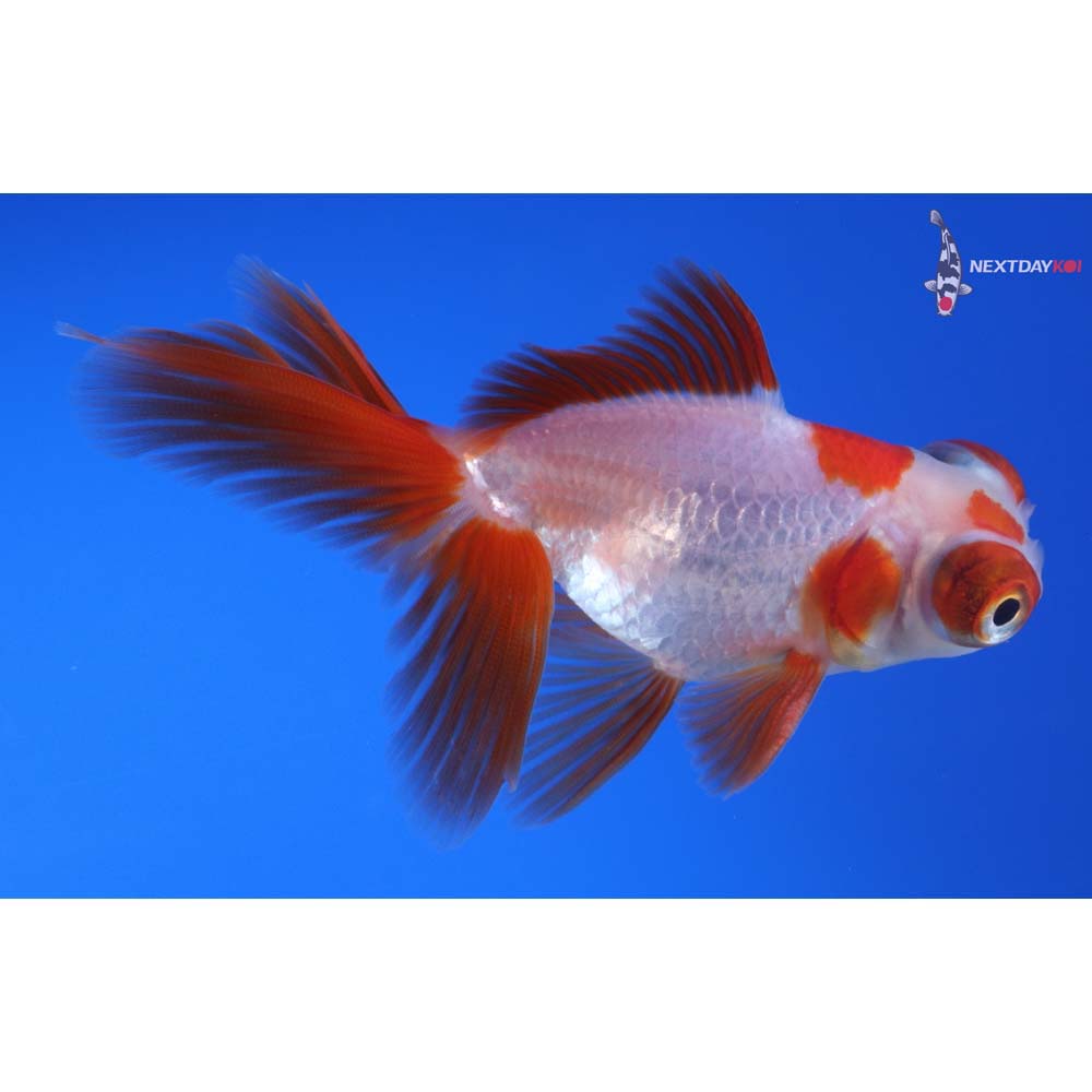 3.5” Imported Male Red and White Telescope Fantail