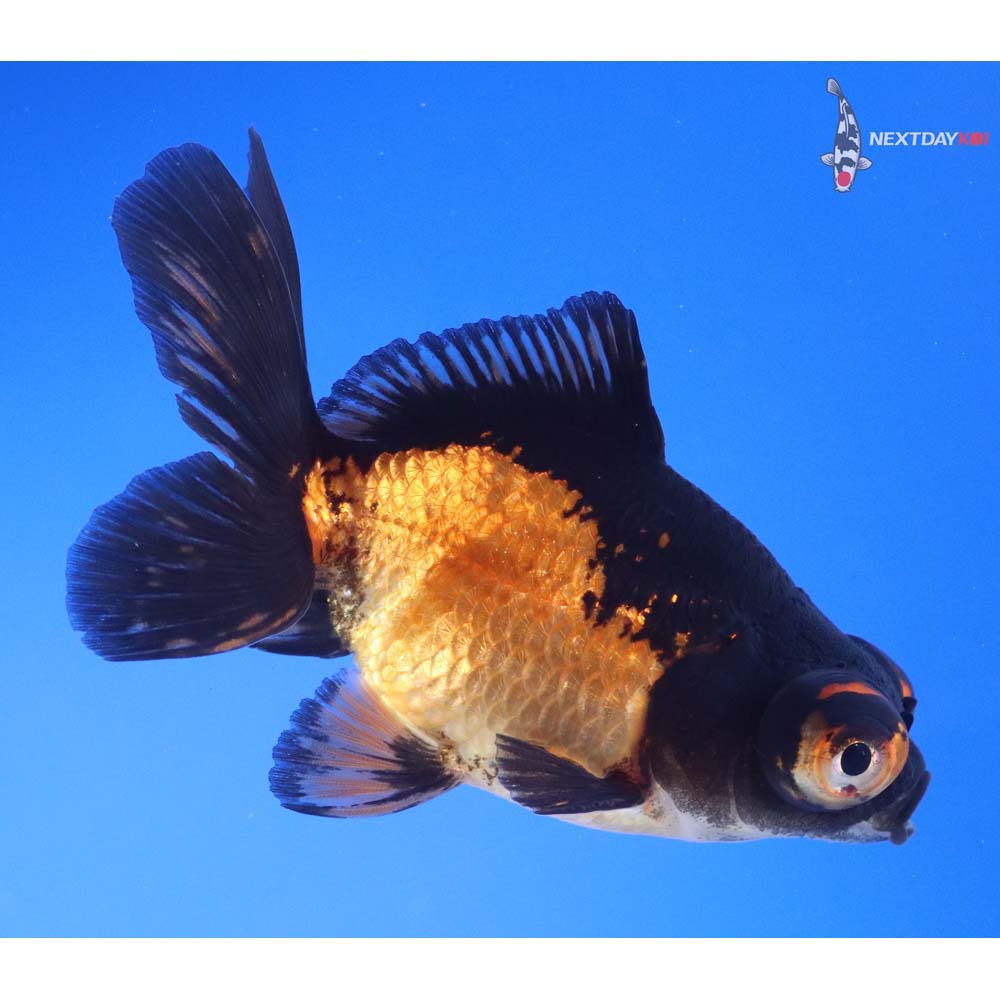 3.5” Imported Red and Black Telescope Fantail