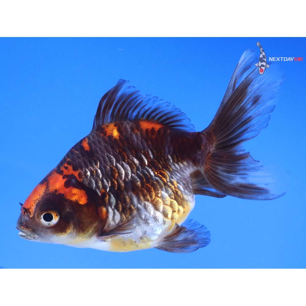 4” Imported Calico Ryukin