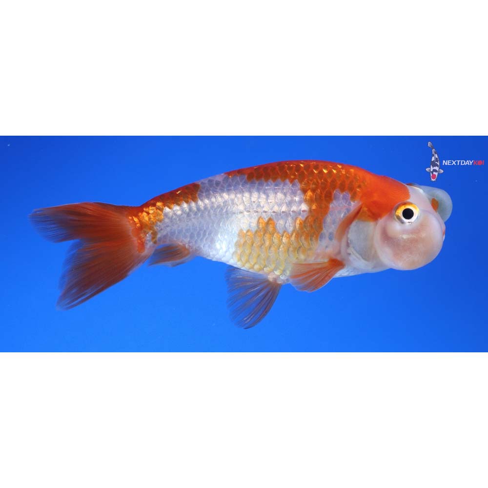 3.5” Imported Red and White Bubble Eye