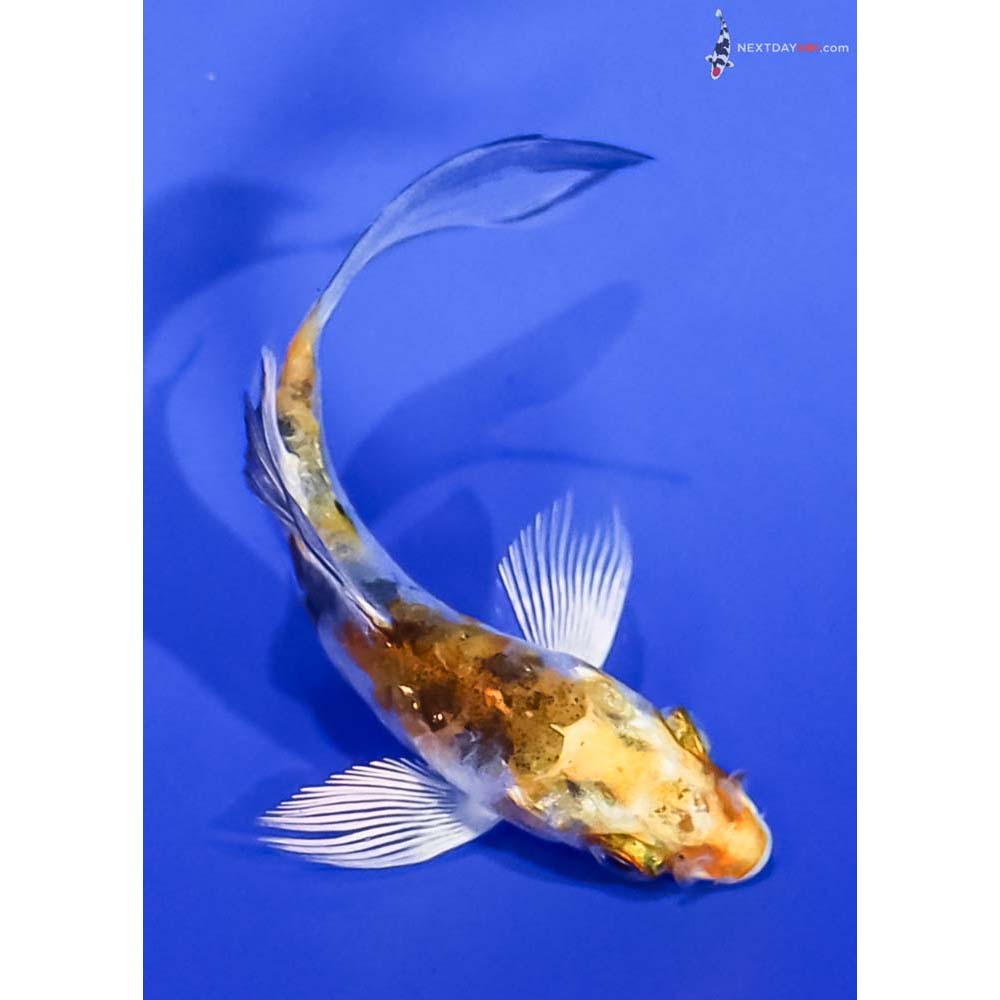 3” Imported Heisei Nishiki Butterfly Koi
