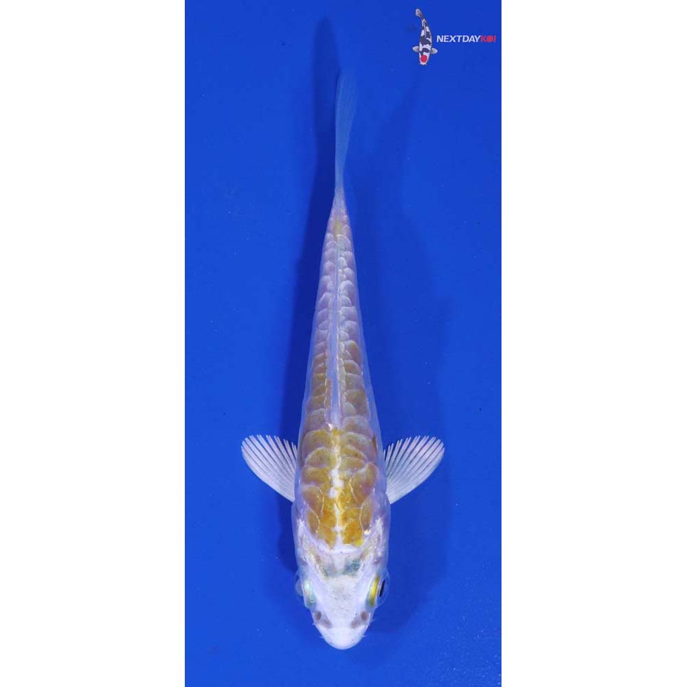 2.5” Imported Armor Scaled Lemon Hariwake