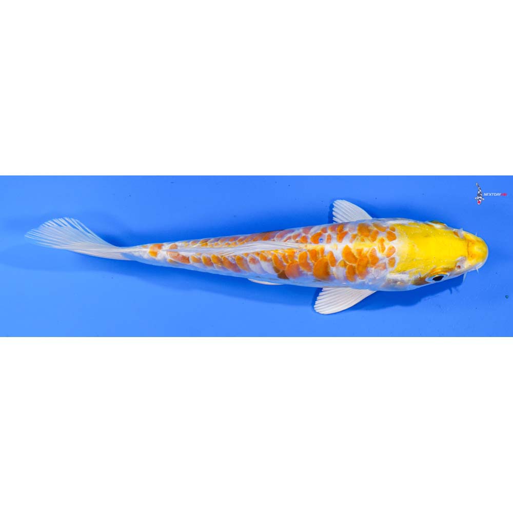 6.5” Imported Armor Scaled Lemon Hariwake