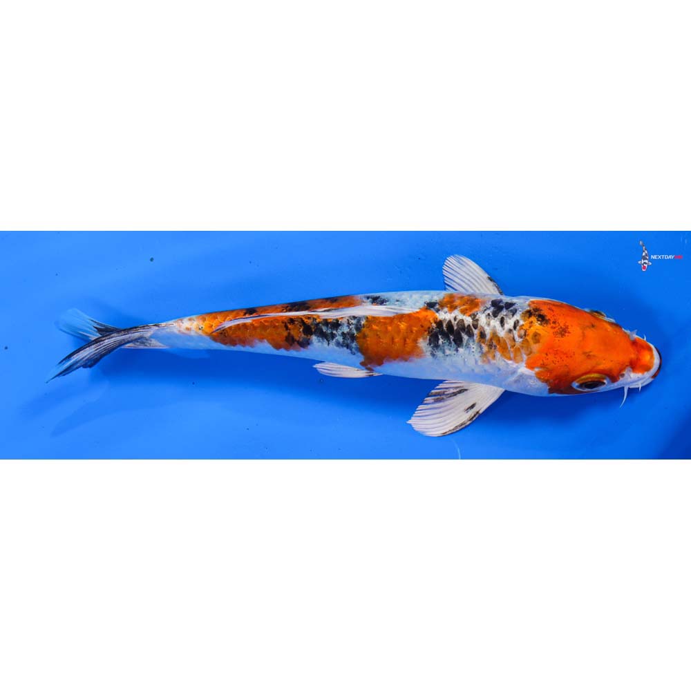 6.5” Imported Yamato Nishiki