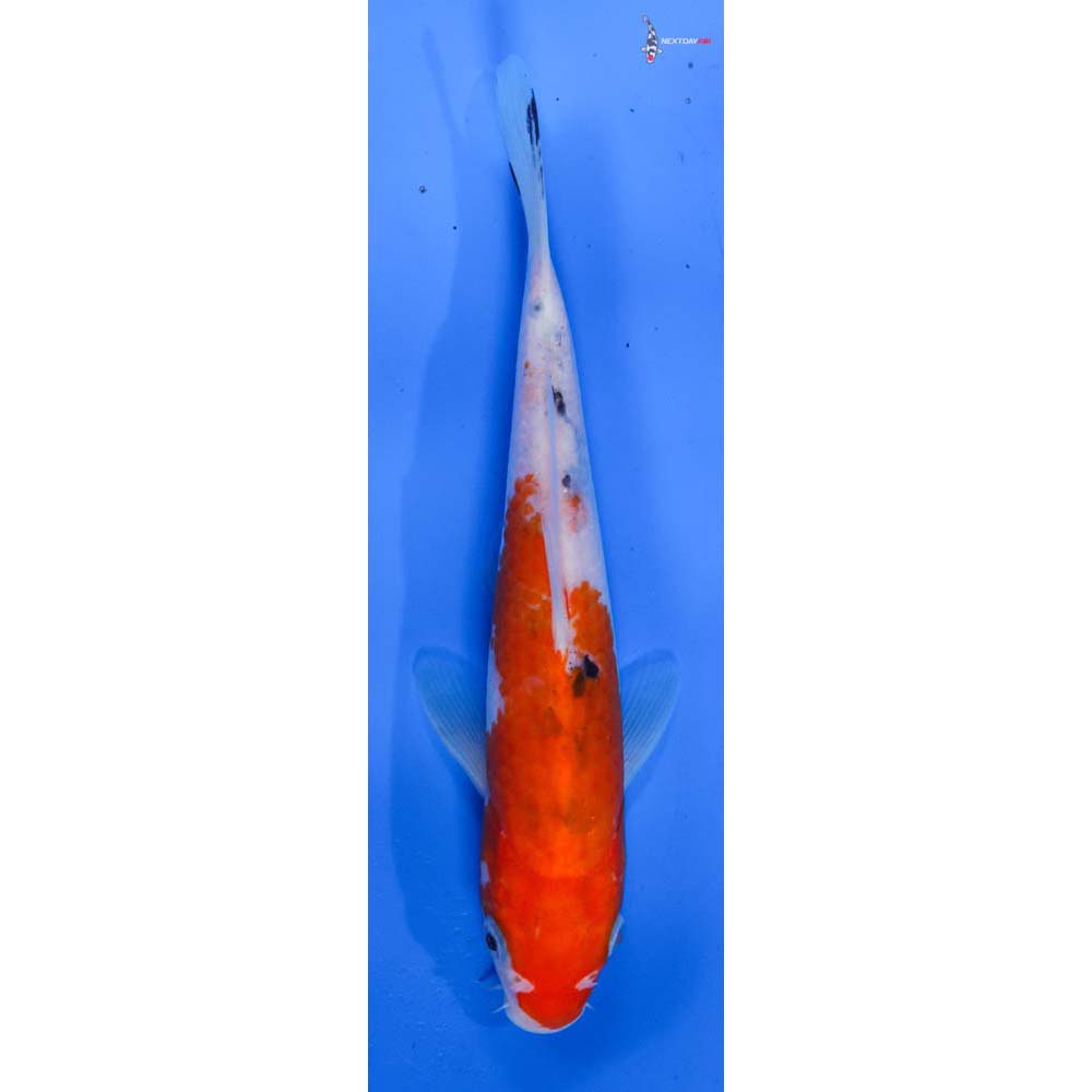 7” Imported Sanke