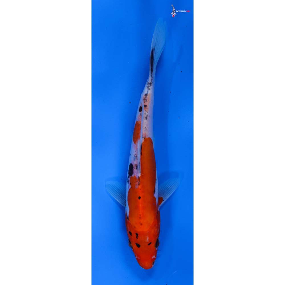 7” Imported Doitsu Goshiki