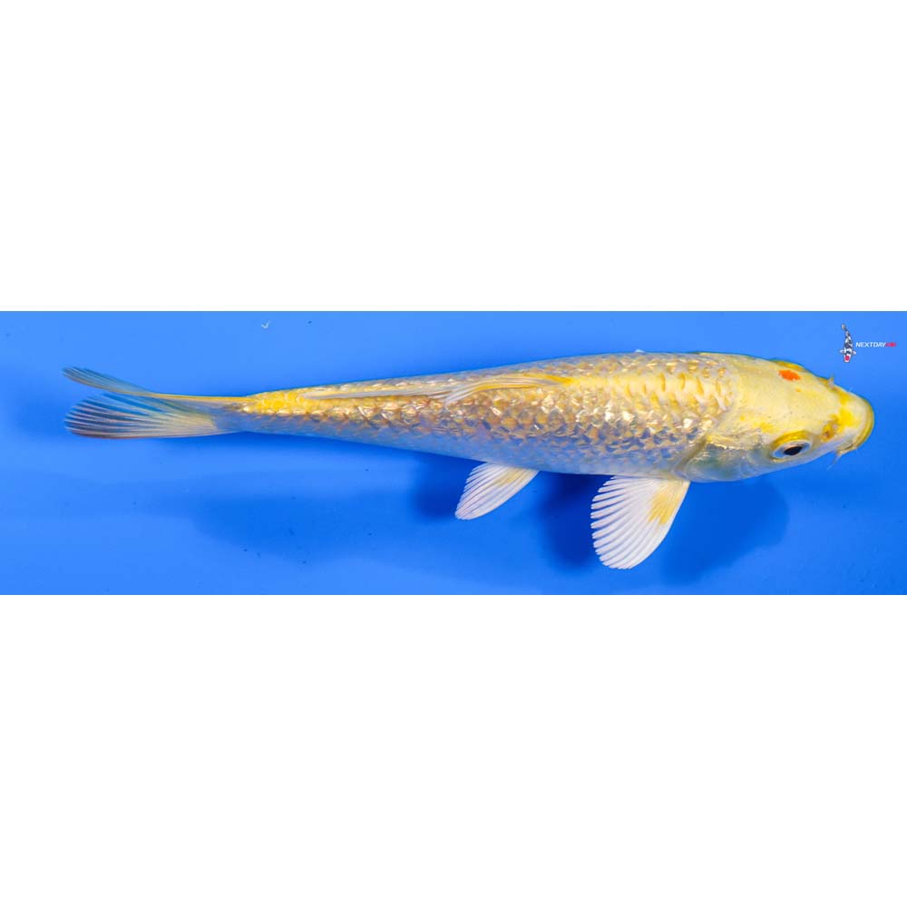 6” Imported Gin Rin Yamabuki Ogon